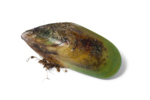 Groenlipmossel